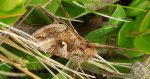 Błyszczka jarzynówka (Autographa gamma)