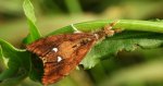 Znamionówka starka (Orgyia antiqua)