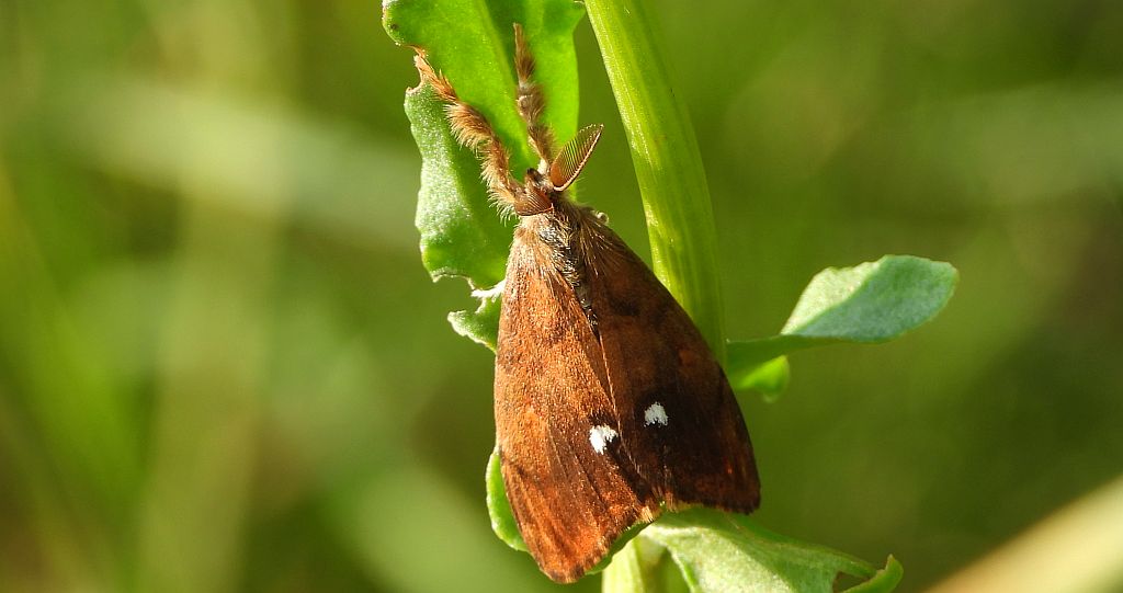 Znamionówka starka (Orgyia antiqua)