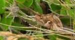 Błyszczka jarzynówka (Autographa gamma)