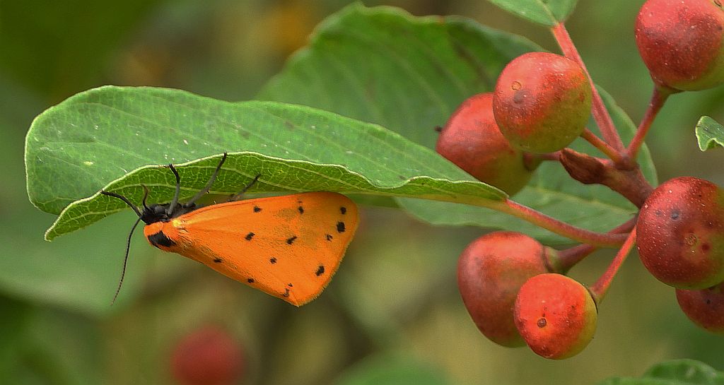 Łada poprószyca (Setina irrorella)