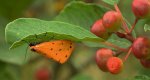 Łada poprószyca (Setina irrorella)