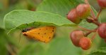 Łada poprószyca (Setina irrorella)