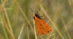 Łada poprószyca (Setina irrorella)