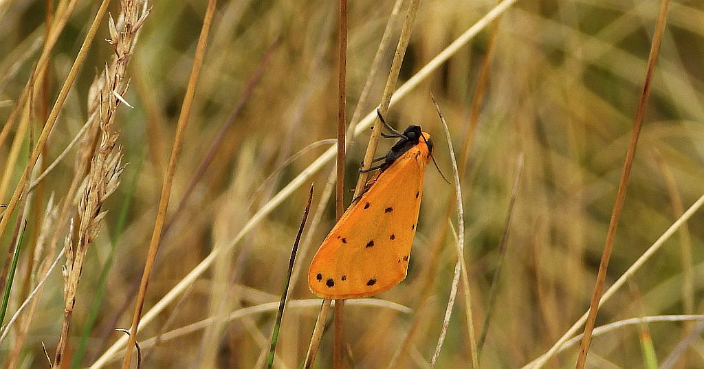 Łada poprószyca (Setina irrorella)