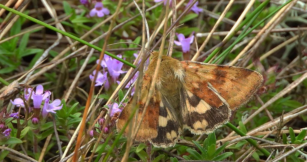 Słonecznica - Heliothis adaucta