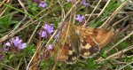 Słonecznica - Heliothis adaucta