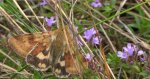 Słonecznica - Heliothis adaucta