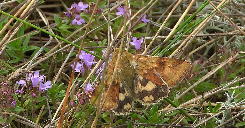 Słonecznica - Heliothis adaucta