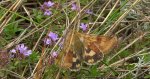 Słonecznica - Heliothis adaucta