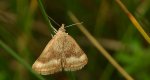 Płomienka - Pyrausta aerealis