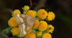 Płomienka - Pyrausta aerealis