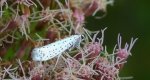 Namiotnik czeremszaczek (Yponomeuta evonymella)