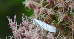 Namiotnik czeremszaczek (Yponomeuta evonymella)