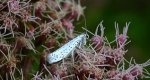 Namiotnik czeremszaczek (Yponomeuta evonymella)