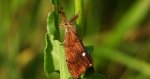 Znamionówka starka (Orgyia antiqua)
