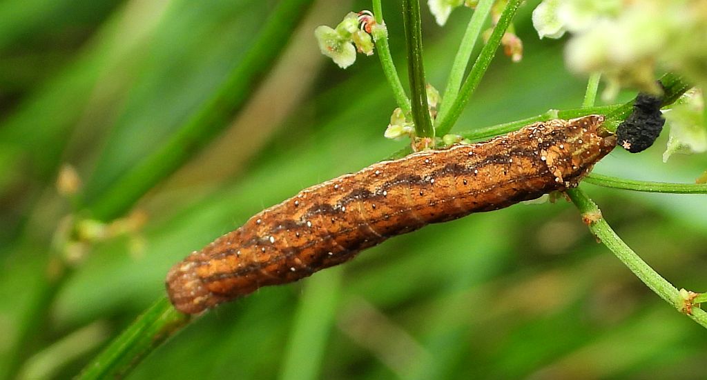 Napleczka szczawnica (Dypterygia scabriuscula)