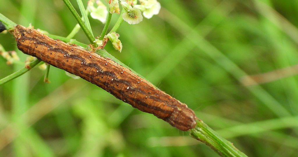 Napleczka szczawnica (Dypterygia scabriuscula)