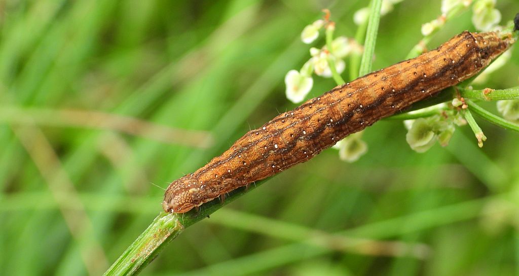 Napleczka szczawnica (Dypterygia scabriuscula)