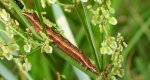 Napleczka szczawnica (Dypterygia scabriuscula)