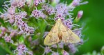 Endotricha flammealis