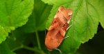 Rolnica aksamitka (Noctua fimbriata)