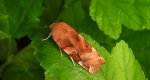 Rolnica aksamitka (Noctua fimbriata)