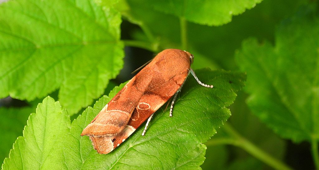 Rolnica aksamitka (Noctua fimbriata)