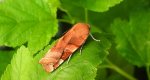 Rolnica aksamitka (Noctua fimbriata)