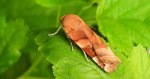 Rolnica aksamitka (Noctua fimbriata)