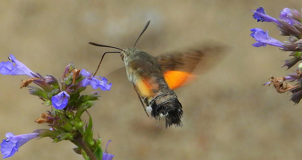 Fruczak gołąbek (Macroglossum stellatarum)