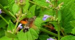Fruczak gołąbek (Macroglossum stellatarum)