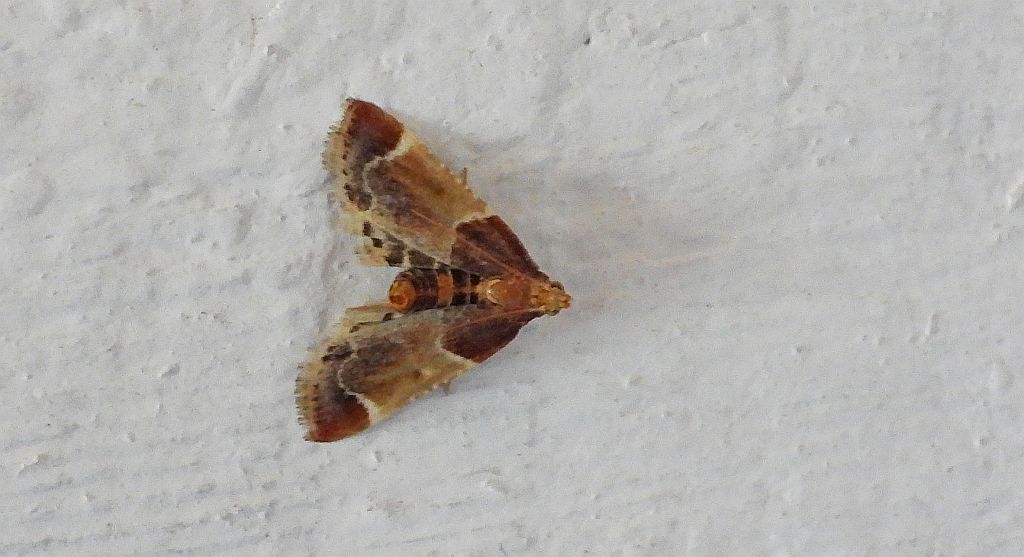 Zadarlica spiżarnianka (Pyralis farinalis)