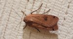 Rolnica tasiemka (Noctua pronuba)