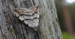 Niekrocz dziurawczak (Aplocera plagiata)