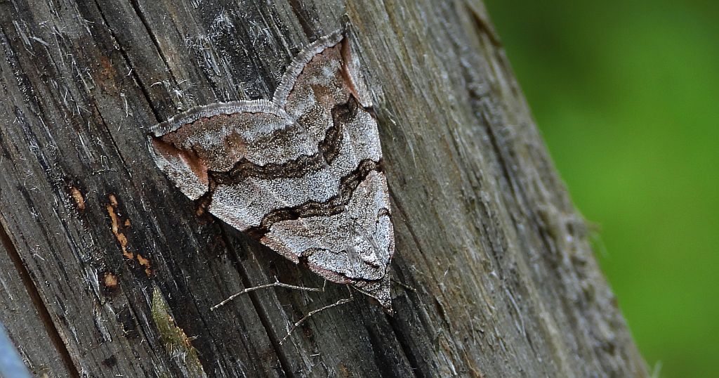 Niekrocz dziurawczak (Aplocera plagiata)