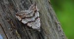 Niekrocz dziurawczak (Aplocera plagiata)