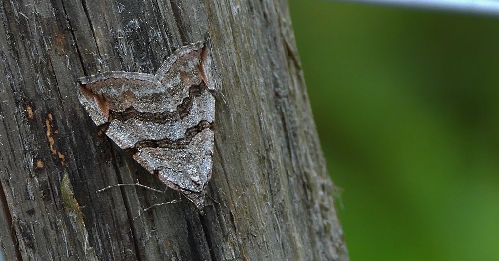 Niekrocz dziurawczak (Aplocera plagiata)