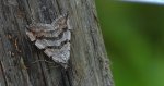 Niekrocz dziurawczak (Aplocera plagiata)