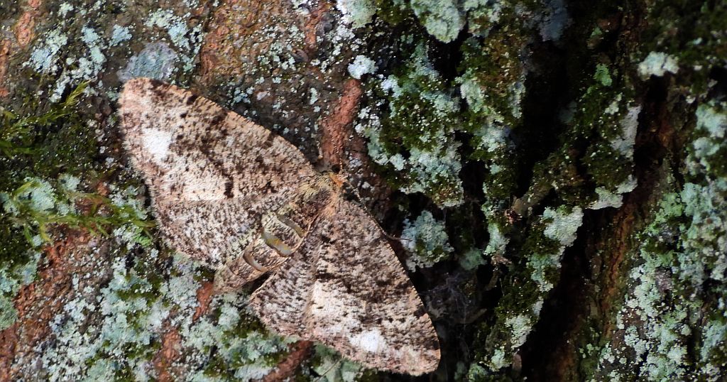 Przylepek kruszyniak (Peribatodes rhomboidaria)