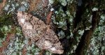 Przylepek kruszyniak (Peribatodes rhomboidaria)