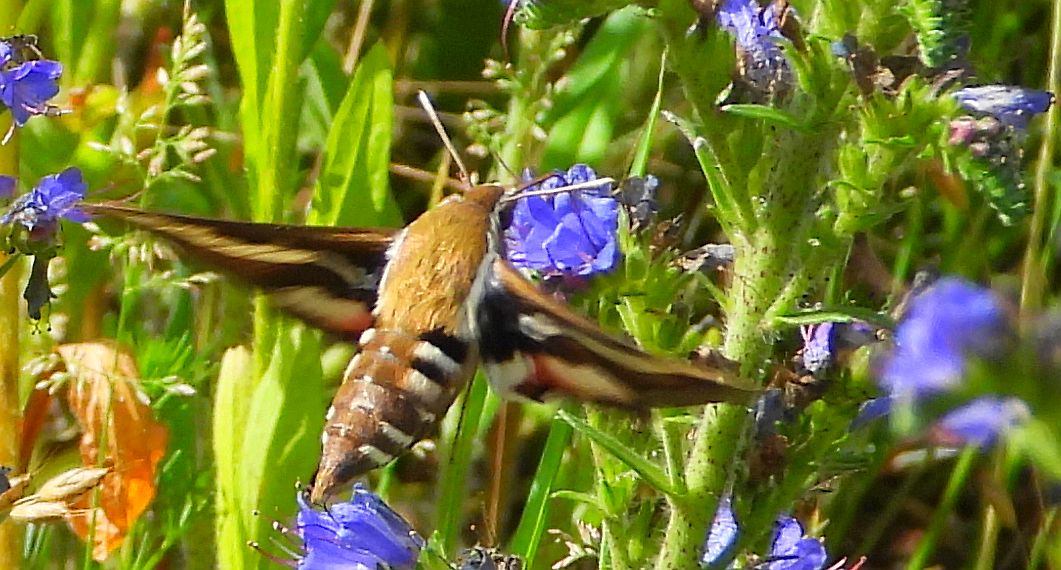 Zmrocznik przytuliak (Hyles gallii)