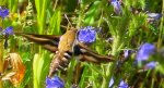 Zmrocznik przytuliak (Hyles gallii)