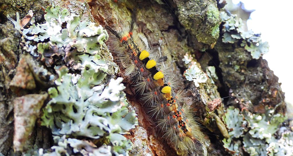 Znamionówka starka (Orgyia antiqua)