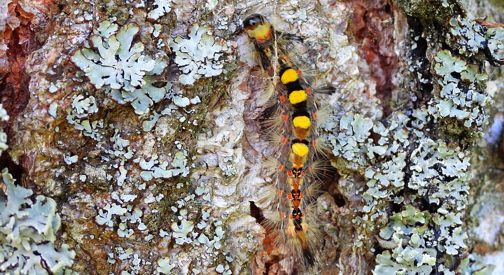 Znamionówka starka (Orgyia antiqua)