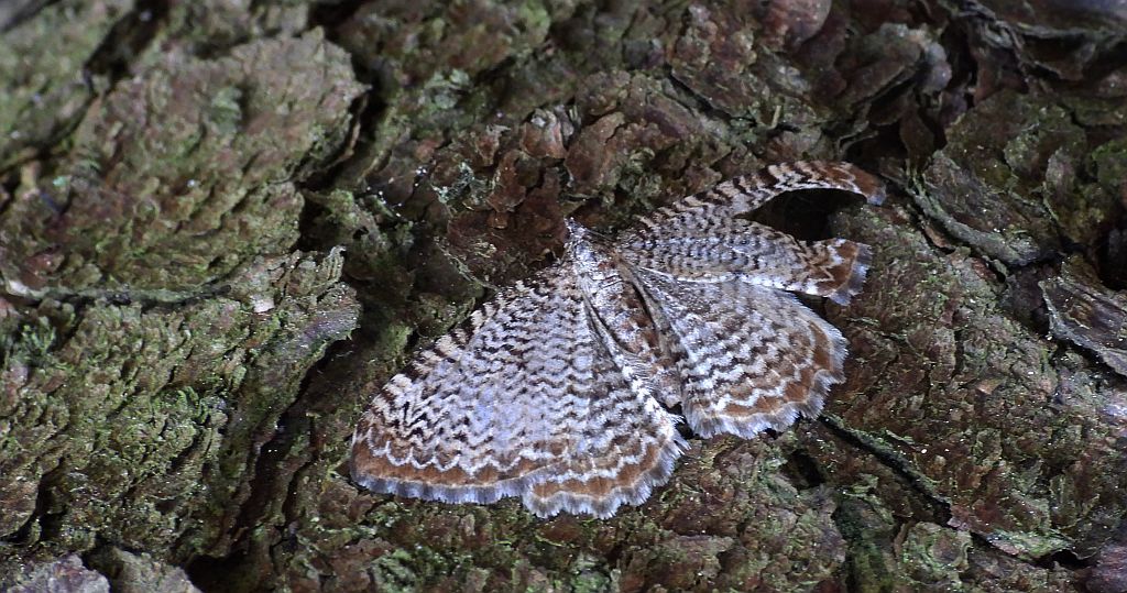 Paśnik faliniec (Hydria undulata)