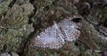 Paśnik faliniec (Hydria undulata)