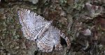 Paśnik faliniec (Hydria undulata)