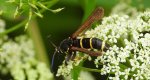 Przeziernik topolowiec (Paranthrene tabaniformis)