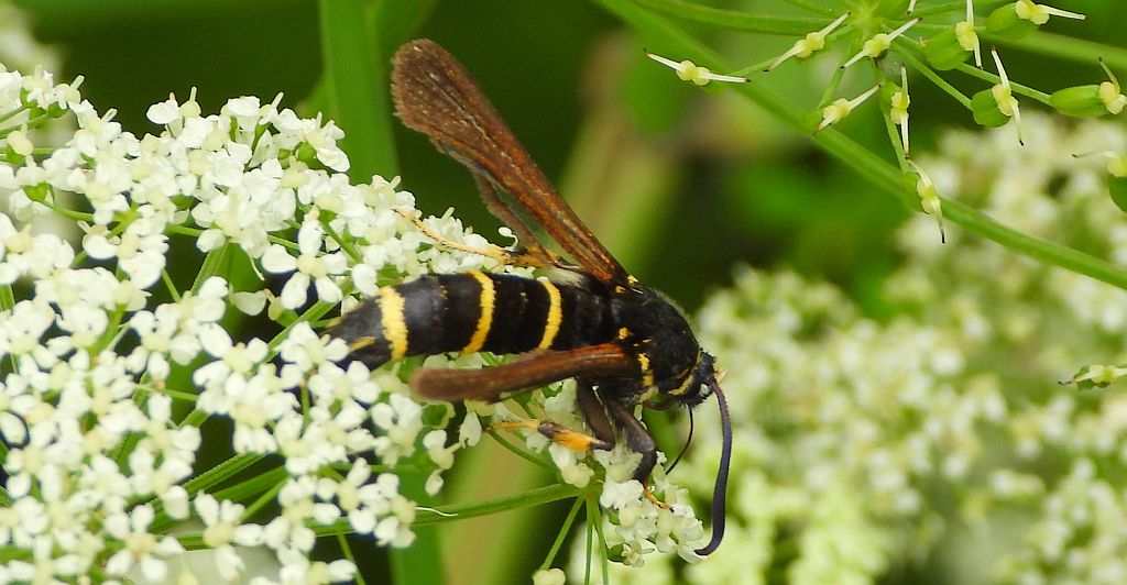 Przeziernik topolowiec (Paranthrene tabaniformis)